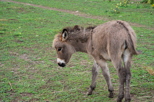 18 Best Bebe Ane Images Stock Photos Vectors Adobe Stock