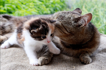 Mom cat walking with little kitten. cat family outdoors