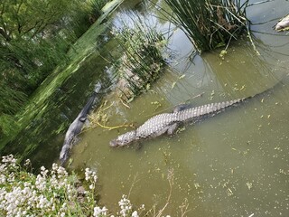 Large alligator in the water