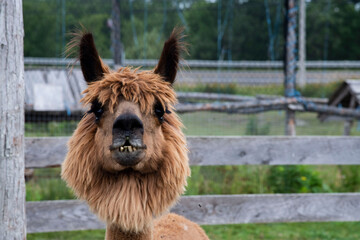 alpaga