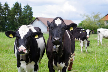 Obraz na płótnie Canvas Vaches laitières noires et blanches avec une cloche, Suisse