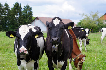 Vaches laiti&egrave;res noires et blanches avec une cloche, Suisse