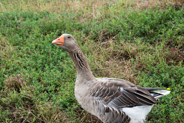 Oiseaux du Québec