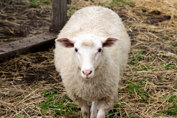 Naklejka premium Mouton blanc