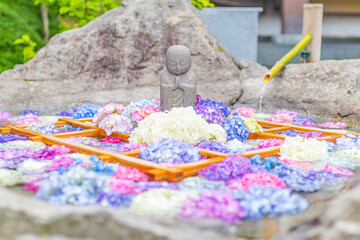 お寺巡りで手水舎の中に紫陽花が浮かぶ