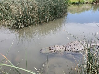 Large alligator in the water