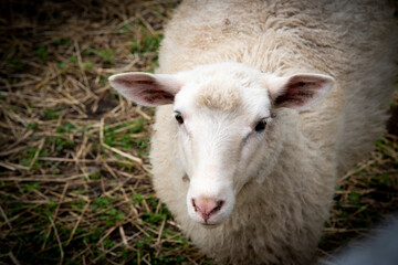 Mouton blanc