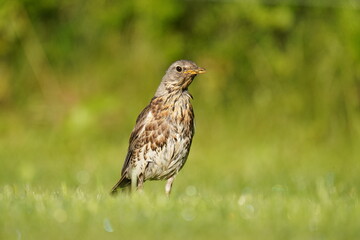  a fieldfare, turdus pilaris with speckled plumage collect worms for the young birds 