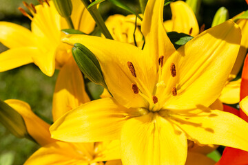 Beautiful yellow lillies in the garden