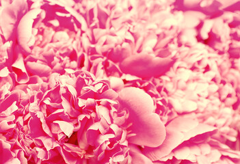 beautiful pink peony flower