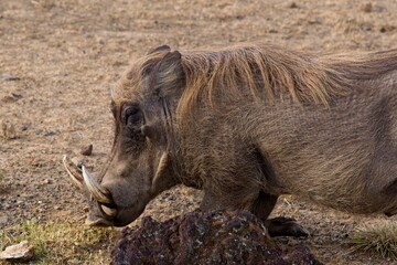 Warthog /Phacochoerus Aethiopicus/. Bale Mountains National Park. Ethiopia. Africa.
