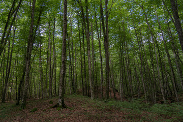 Fototapeta premium Bosque de hayas en el parque natural de La Garrotxa conocida como 