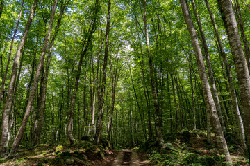 Bosque de hayas en el parque natural de La Garrotxa conocida como "La Fageda d'en Jordá" un dia soleado de verano.