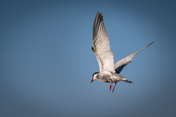 The white-bearded tern bird flies above the nest and feeds its young, the Latin name Chlidonias hybridus