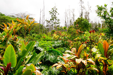 Lush evergreen rainforest vegetation with plants and flowers in Lava Tree State Monument on Big...