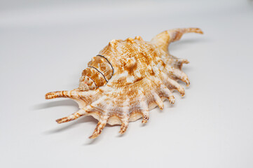 Shell of spider conch, also known as the Lambis lambis, on the white background.