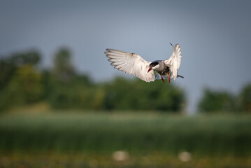 The white-bearded tern bird flies above the nest and feeds its young, the Latin name Chlidonias hybridus