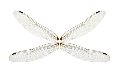 Dragonfly wings isolated on white