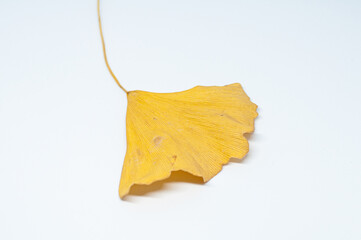 Naklejka premium Macrophotography of Yellow ginkgo leaf on white background