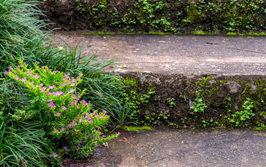 Fototapeta premium A small tree grows and blooms on the stairs.(naturally have to adapt to survive concept).
