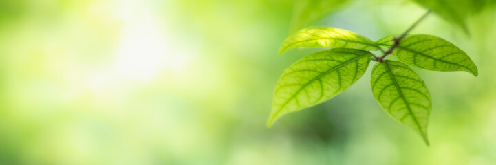 Concept nature of green leaf on blurred bokeh with copy space using as background natural, abstract background, greenery background, fresh wallpaper.