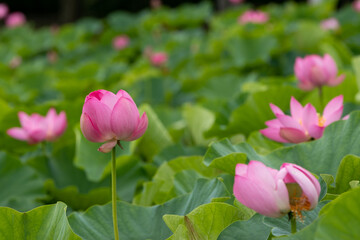 蓮の花　埼玉県行田市　日本
