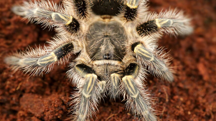 hairy tarantula waiting for its prey, macro photography. This horrific venomous spider is a dreadful predator for insects and small animals in the tropical jungle of Thailand