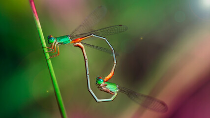 two green colorful damselfly mating, macro photography of this small gracious Odonata. nature scene in the tropical island of Koh Phayam, Thailand