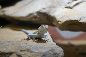 Gecko in Nahaufnahme