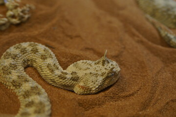 Wüstenhorn Viper in Nahaufnahme 