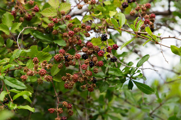 ripening wild blackberry. summer berry fruits.