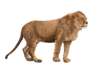 Lion isolated on a white background. © fotomaster