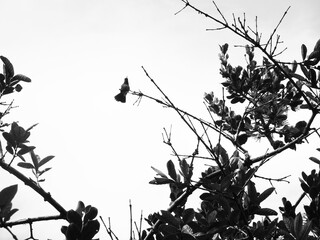 鳥白黒（コスタリカ）