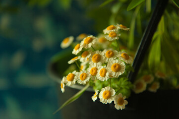 Small daisies in a bucket ready for transplant or transportation.