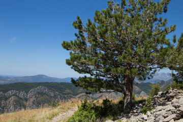 Conifer tree on top of the mountain against the backdrop of mountains and blue sky.
