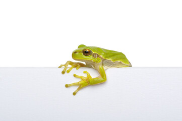 Green frog showing signboard over white background.