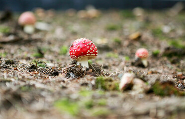 Amanita poisonous mushroom Two spotted toadstools Fly Agaric, red and white
