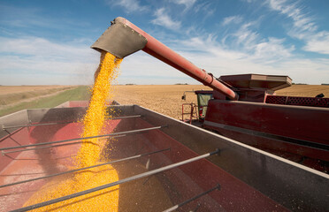 Full combine unloads corn into hopper during agricultural harvest in late fall.