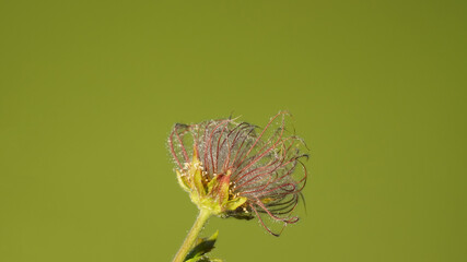 beautiful wild flower, the Geum montanum in summer in the mountains