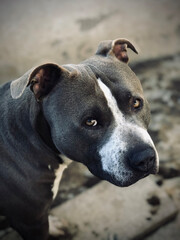 Fierce pitbull. Dog with gray fur, beautiful pet. Canine breed.