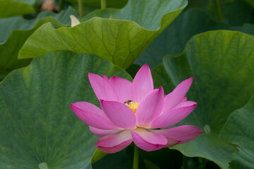 蓮の花　埼玉県行田市　日本