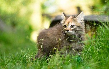 Naklejka na ściany i meble Little striped kitten hiding in the grass