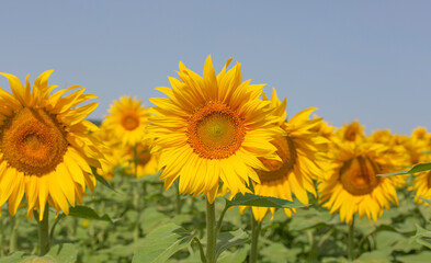 SUNFLOWER GIRASOL