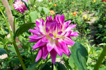Obraz premium Dahlia lovely big flowers. Group dahlias. flowers dahlias with petals in various tones of pink color.