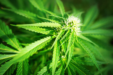 Ripe cannabis plant - hemp. Blooming female marijuana flower and leafs growing in homemade garden. Shallow depth of field and blurred background. Illuminated by sunlight. Close-up.