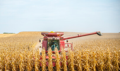 Farmer operates a combine during the agricultural harvest of corn in late fall. 