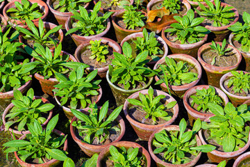 Small Young seedlings of plants in flower nursery.