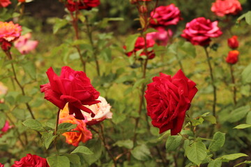 rose in the Park