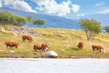 Obraz premium Cattle on summer pasture at Brakholmen in Nordland county