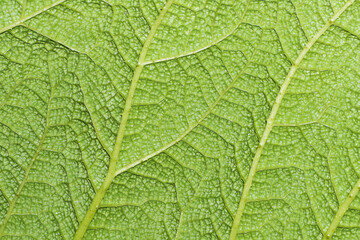 Burdock leaf texture. Green nature eco pattern. Leaf vein structure background. Wild growing plant cells.